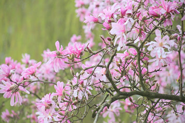 5 LOEBNER MAGNOLIA Loebneri TREE Shrub Seeds - Cross of M Stellata & Kobus - Fragrant Pink White Huge 3 - 5